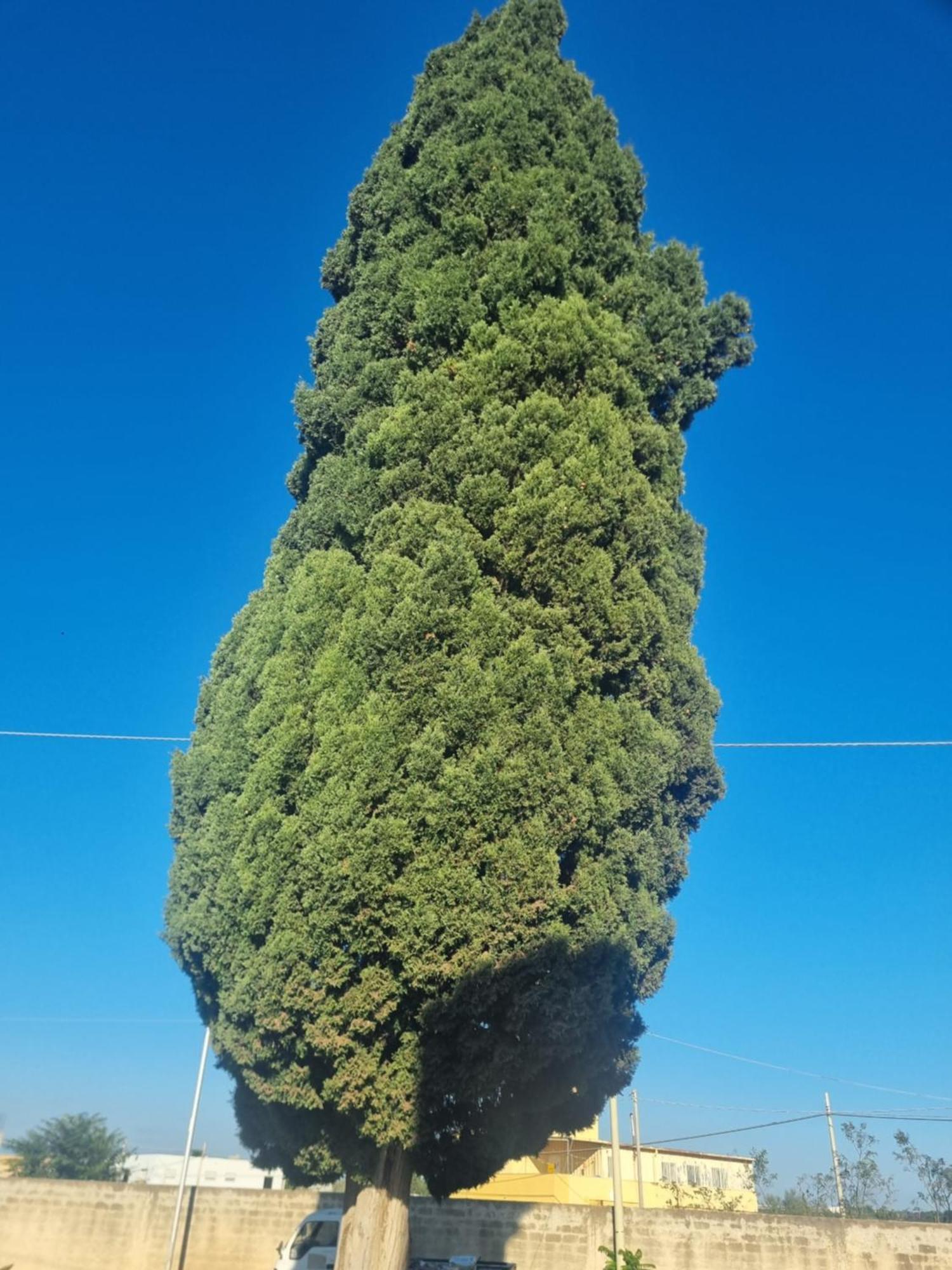 L'Albero Bello Holiday Mazara del Vallo Eksteriør billede